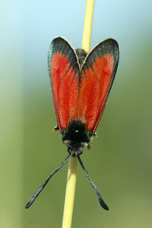 Specie di Zygaena di fine maggio - inizio luglio